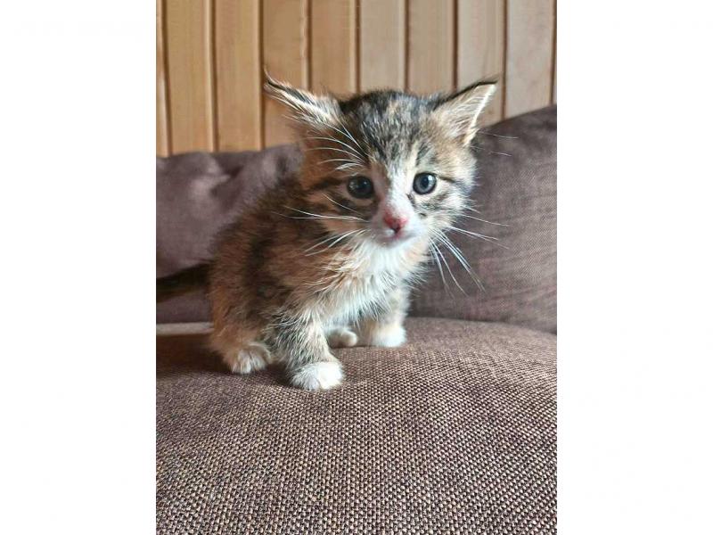 В дар кошку