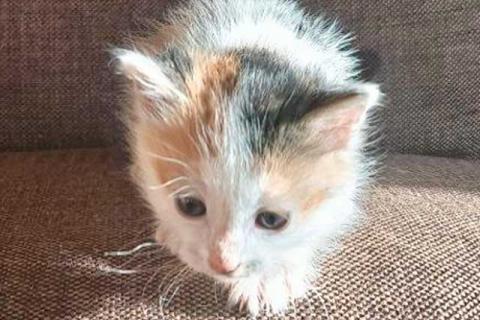 В дар кошку. Ищем добрые руки для очаровательных котят. Фото2