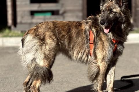 В дар собаку. Пушистая красавица собака Дюша в добрые руки. Фото1