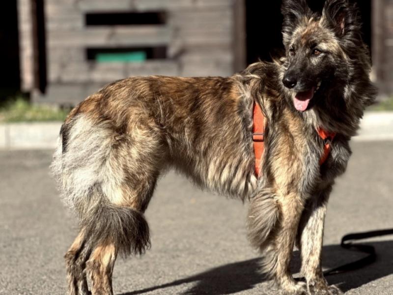 В дар собаку