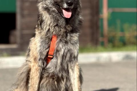 В дар собаку. Пушистая красавица собака Дюша в добрые руки. Фото3