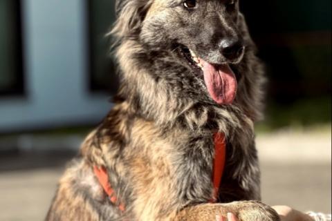 В дар собаку. Пушистая красавица собака Дюша в добрые руки. Фото4