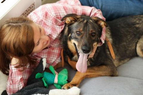 В дар собаку. Общительный и ласковый пёс Енисей в добрые руки. Фото3