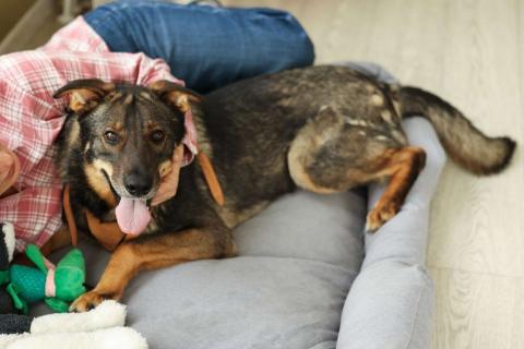 В дар собаку. Общительный и ласковый пёс Енисей в добрые руки. Фото4