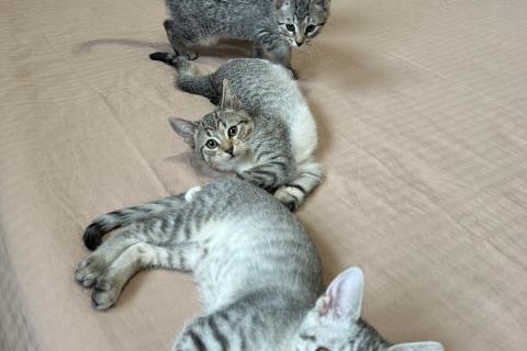 В дар кошку. Котятки ищут семью - любящих и добрых хозяев. Фото2