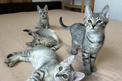 В дар кошку. Котятки ищут семью - любящих и добрых хозяев. Фото3