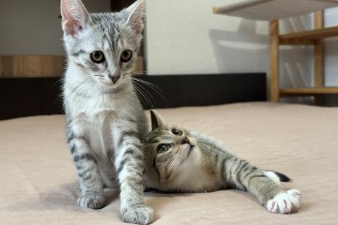 В дар кошку. Котятки ищут семью - любящих и добрых хозяев. Фото4