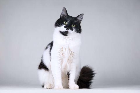 В дар кошку. Большой добрый кот по имени Мальчик. Фото3