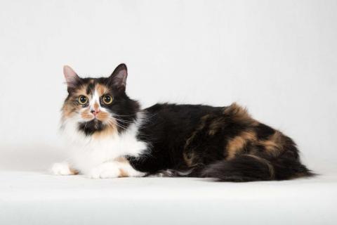 В дар кошку. Ласковая пушистая трёхцветная кошка Ксюша. Фото3