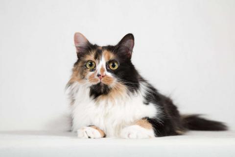 В дар кошку. Ласковая пушистая трёхцветная кошка Ксюша. Фото4