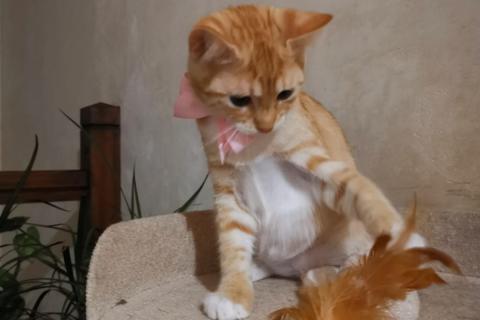 В дар кошку. Молоденькая рыжая Злата ищет дом!. Фото3