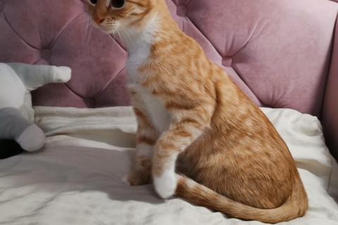 В дар кошку. Молоденькая рыжая Злата ищет дом!. Фото4