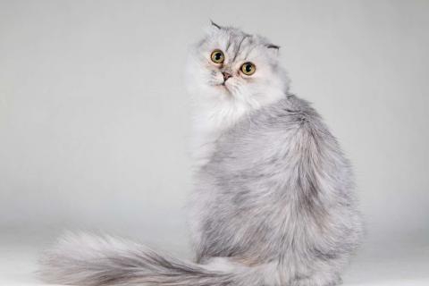 В дар кошку. Хайленд фолд серебристая шиншилла Айси в добрые руки. Фото1