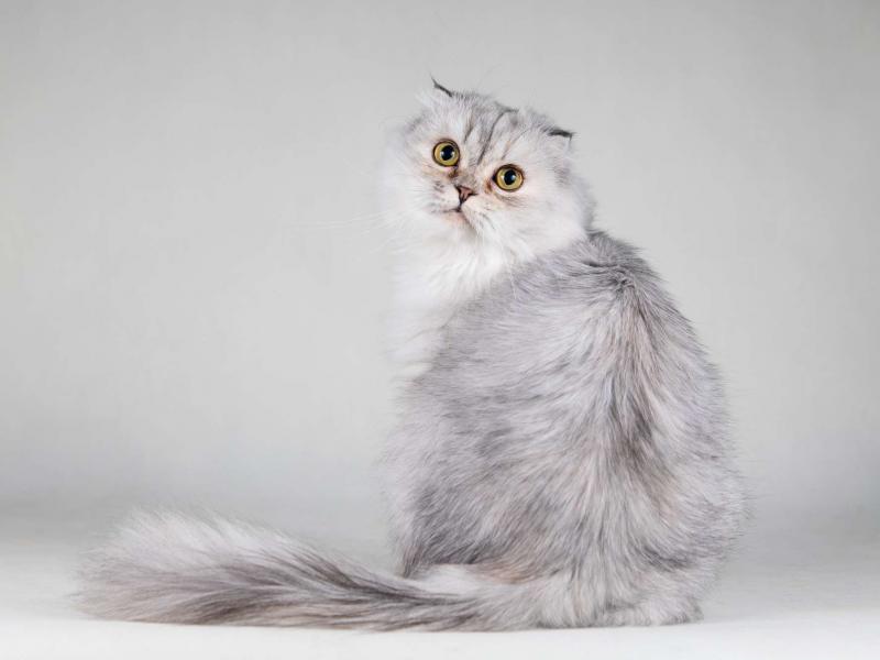 В дар кошку