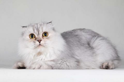 В дар кошку. Хайленд фолд серебристая шиншилла Айси в добрые руки. Фото4