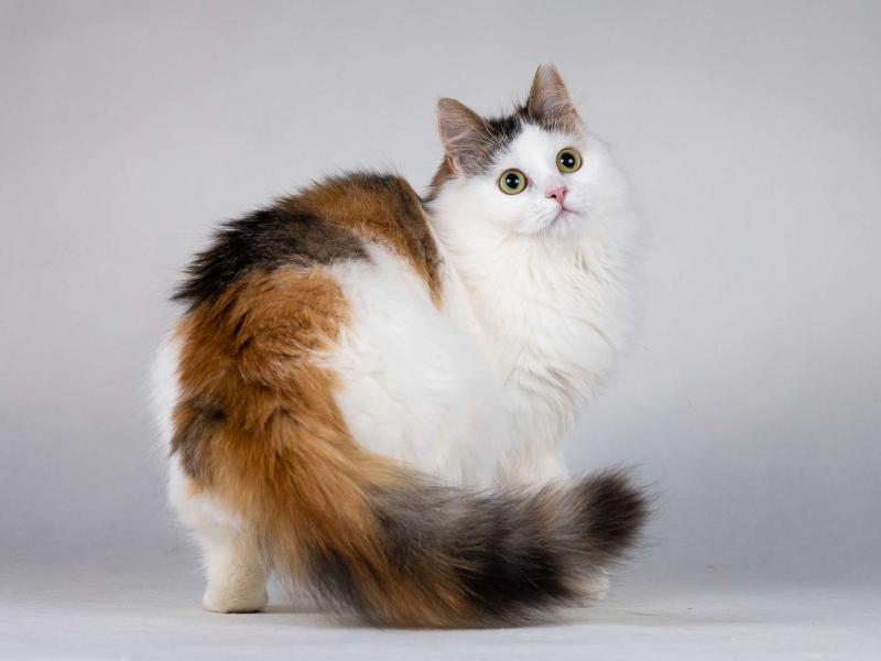 В дар кошку