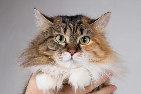 В дар кошку. Сибирячка Сандра в добрые руки. Фото1