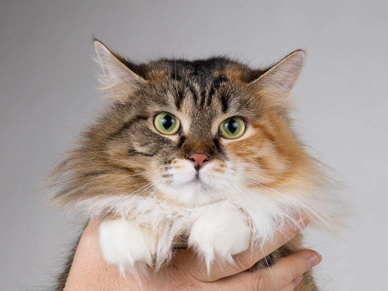 В дар кошку