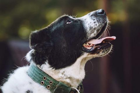 В дар собаку. Алабай Чегет в добрые руки. Фото2