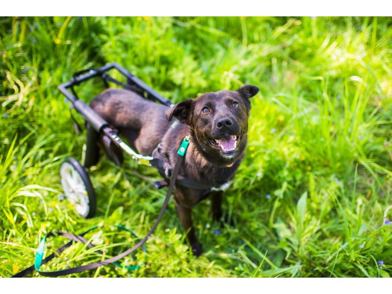 В дар собаку