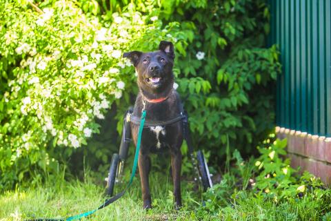 В дар собаку. Маленькая собачка-спинальник Кения в самые добрые руки. Фото2