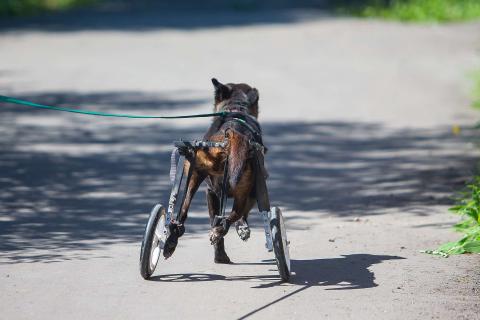 В дар собаку. Маленькая собачка-спинальник Кения в самые добрые руки. Фото4
