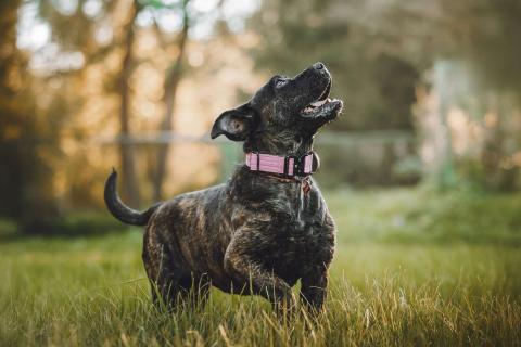 В дар собаку. Мудрая Миранда ищет дом. Фото3