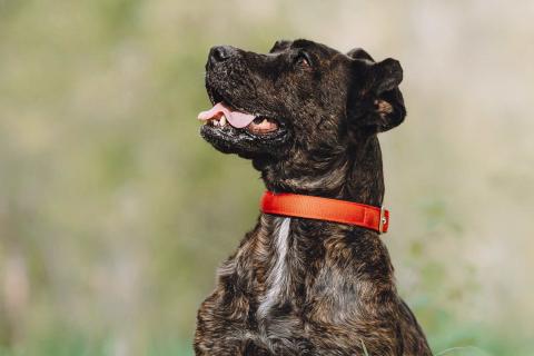 В дар собаку. Мудрая Миранда ищет дом. Фото4