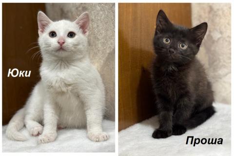 В дар кошку. Котята мальчики Юки и Проша в добрые руки!. Фото1