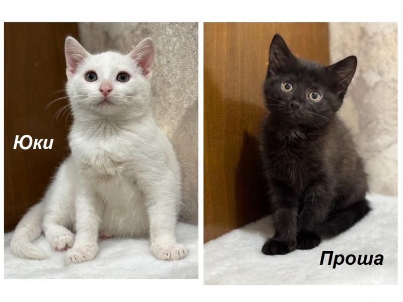 В дар кошку