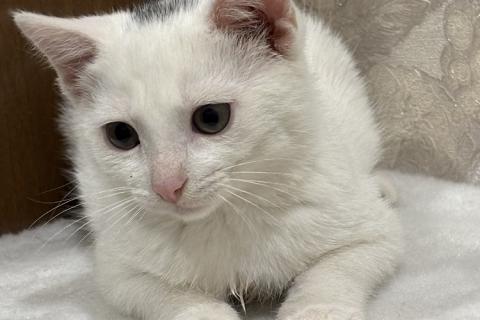 В дар кошку. Котята мальчики Юки и Проша в добрые руки!. Фото2