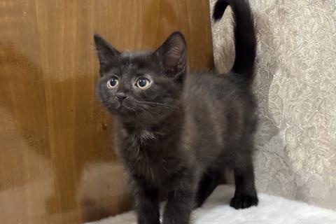 В дар кошку. Котята мальчики Юки и Проша в добрые руки!. Фото3