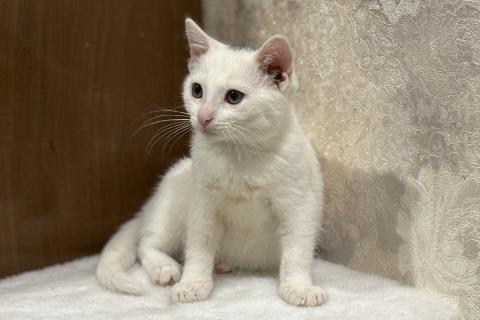 В дар кошку. Котята мальчики Юки и Проша в добрые руки!. Фото4