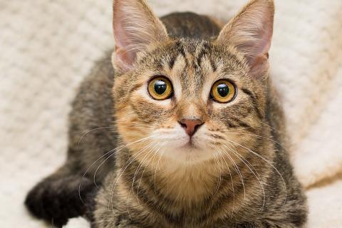 В дар кошку. Полосатая трехцветочка котёнок Теюшка в дар. Фото3