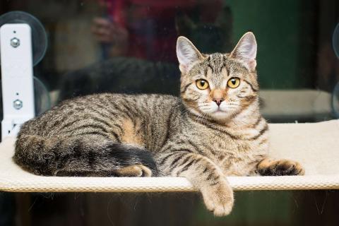 В дар кошку. Полосатая молодая серая кошечка-подросток Марфа в дар. Фото2