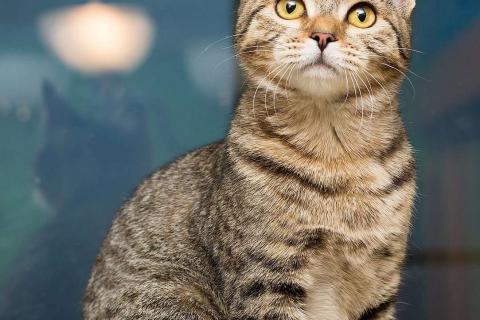 В дар кошку. Полосатая молодая серая кошечка-подросток Марфа в дар. Фото3