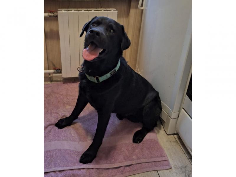 В дар собаку