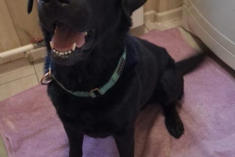 В дар собаку. У Дэни две недели на поиски дома!. Фото2