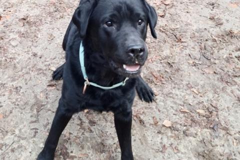 В дар собаку. У Дэни две недели на поиски дома!. Фото3