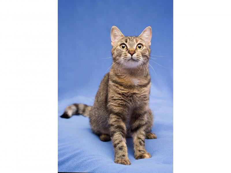 В дар кошку