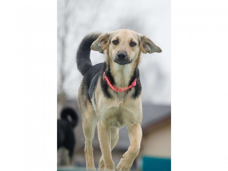 В дар собаку