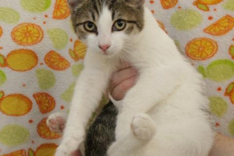 В дар кошку. Добрый ласковый котеночек Степочка. Фото1
