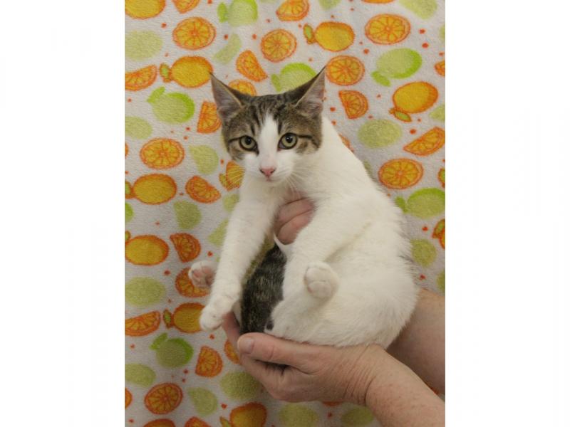 В дар кошку