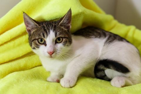 В дар кошку. Добрый ласковый котеночек Степочка. Фото2