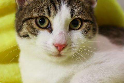 В дар кошку. Добрый ласковый котеночек Степочка. Фото3