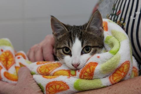 В дар кошку. Добрый ласковый котеночек Степочка. Фото4