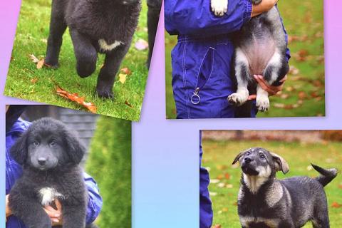 В дар собаку. Чудесные домашние щенки мальчик и девочки в добрые руки. Фото2