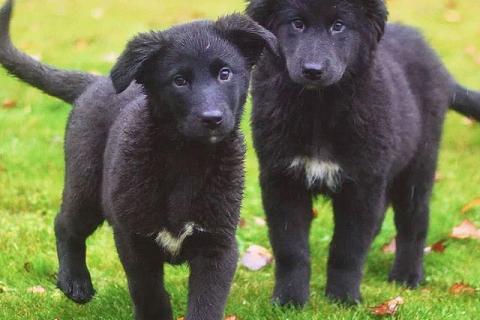 В дар собаку. Чудесные домашние щенки мальчик и девочки в добрые руки. Фото3
