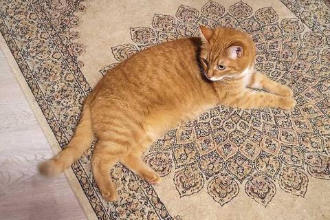 В дар кошку. Воспитанная интеллигентная рыжая кошечка Алиса ищет дом. Фото2