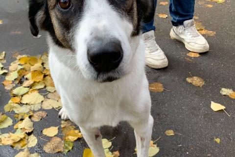 В дар собаку. Спокойный и ласковый белый пёс Арчи в дар. Фото2